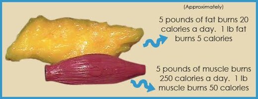 Fat vs Muscle.. A Visual...
