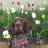 Animals4life